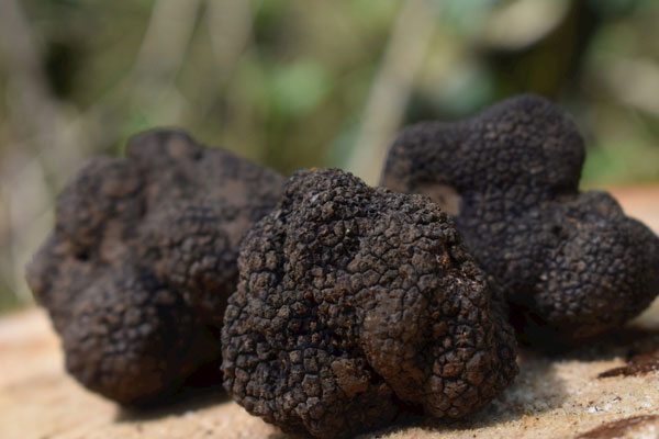 黑松露要不要去皮 黑松露要不要去皮