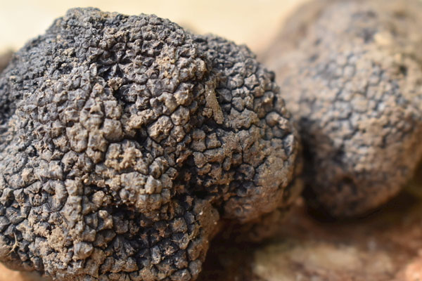 凍干黑松露可以放冰箱冷凍嗎 凍干黑松露可以放冰箱冷凍嗎