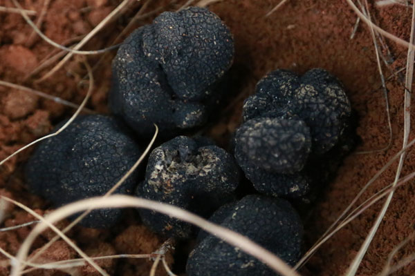 松露是怎么長(zhǎng)出來(lái)的 松露是怎么長(zhǎng)出來(lái)的