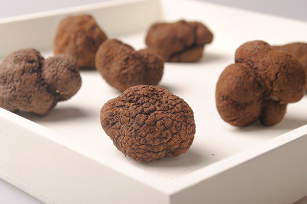 生長松露的地方有什么特點，松露長在陽面還是陰面