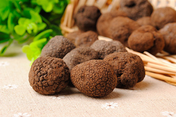 黑松露長在陽面還是陰面 黑松露長在陽面還是陰面