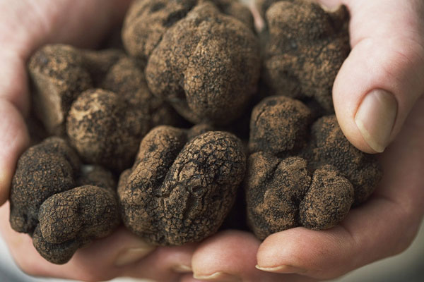 胃潰瘍能吃黑松露嗎 胃潰瘍能吃黑松露嗎