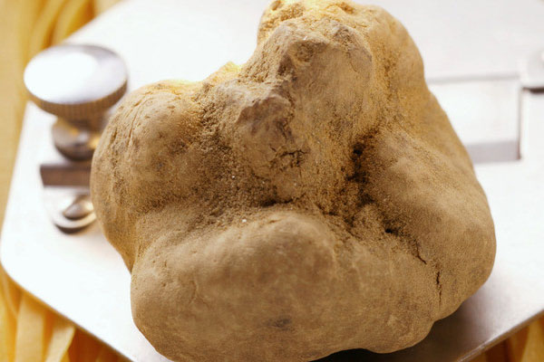 意大利有多少種松露 意大利有多少種松露