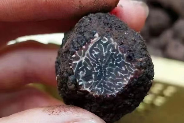 黑松露木耳拌面的功效作用 黑松露木耳拌面的功效作用