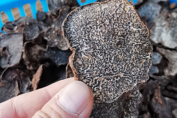 黑松露雪蓮果響螺湯的食用禁忌 黑松露雪蓮果響螺湯的食用禁忌