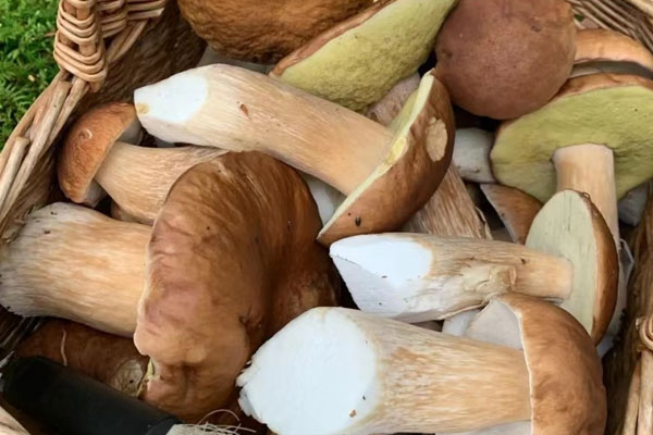 牛肝菌豬蹄蘿卜湯的功效作用 牛肝菌豬蹄蘿卜湯的功效作用