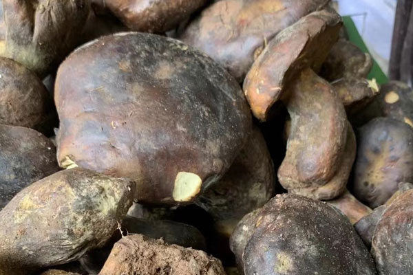 牛肝菌豌豆苗湯的營養(yǎng)價值 牛肝菌豌豆苗湯的營養(yǎng)價值