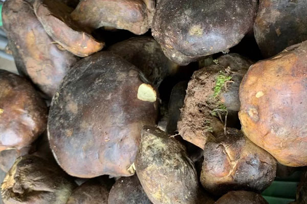 牛肝菌豌豆苗湯的食用禁忌 牛肝菌豌豆苗湯的食用禁忌