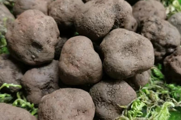 松露是什么 松露是什么