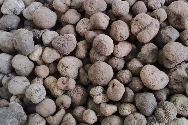 尋找松露用什么最合適 尋找松露用什么最合適