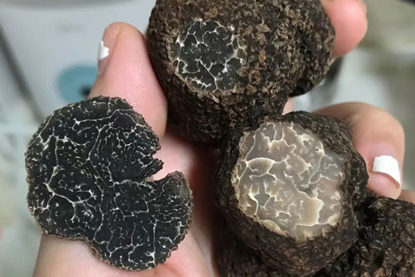 全球最大的松露產(chǎn)區(qū)在哪里 全球最大的松露產(chǎn)區(qū)在哪里