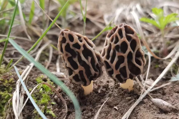 野生羊肚菌為什么貴 野生羊肚菌為什么貴