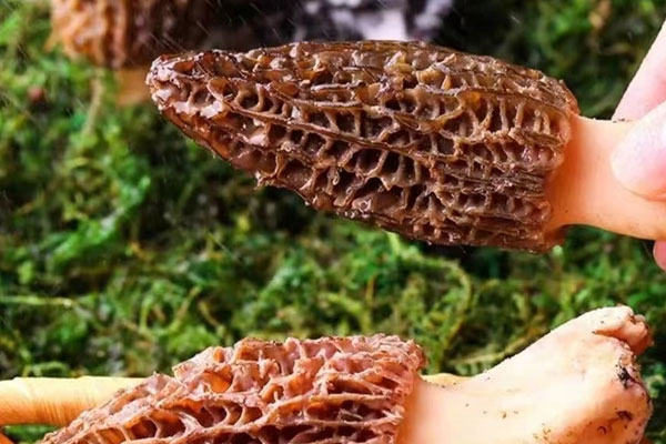 吃羊肚菌有哪些禁忌 吃羊肚菌有哪些禁忌