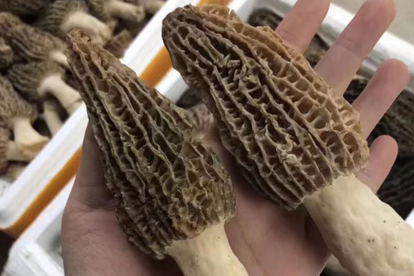 哪里的羊肚菌最優(yōu) 哪里的羊肚菌最優(yōu)