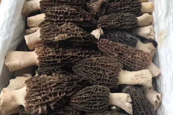 產(chǎn)后多久可以吃羊肚菌，做了人流可以吃羊肚菌嗎