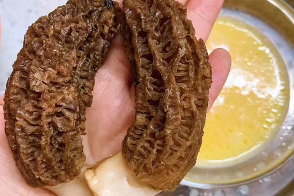 野生羊肚菌容易找嗎 野生羊肚菌容易找嗎