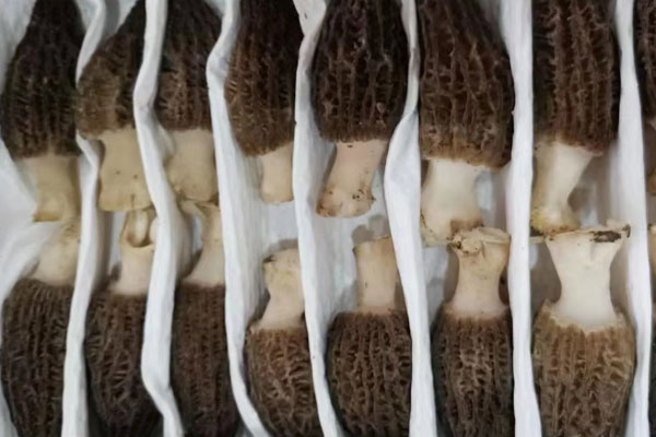 羊肚菌的等級(jí)劃分 羊肚菌的等級(jí)劃分