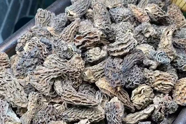 孕初期能吃羊肚菌嗎 孕初期能吃羊肚菌嗎