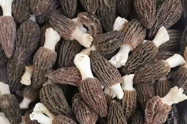 羊肚菌的真假辨別 羊肚菌的真假辨別