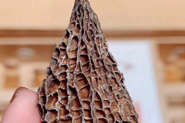 干羊肚菌的正確泡發(fā)方法 干羊肚菌的正確泡發(fā)方法