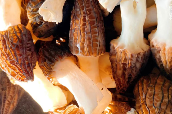 羊肚菌湯隔夜能喝嗎 羊肚菌湯隔夜能喝嗎