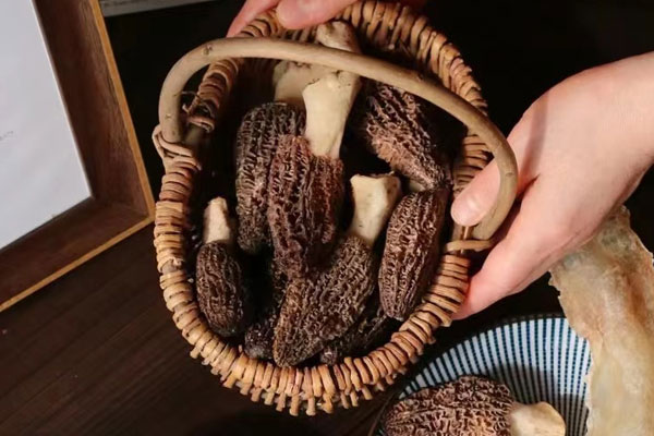 種植羊肚菌高產(chǎn)的六要素 種植羊肚菌高產(chǎn)的六要素