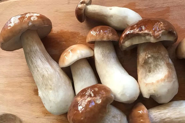 牛肝菌放了兩年了還能用嗎，牛肝菌泡了十小時(shí)還能吃嗎