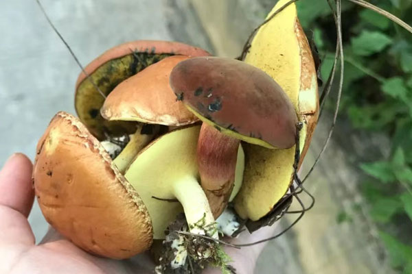 吃牛肝菌第二天拉肚子了 吃牛肝菌第二天拉肚子了