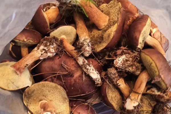 風熱感冒能吃牛肝菌嗎，牛肚菌過夜了還能吃嗎