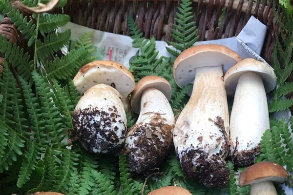 牛肚菌過(guò)夜了還可以吃嗎