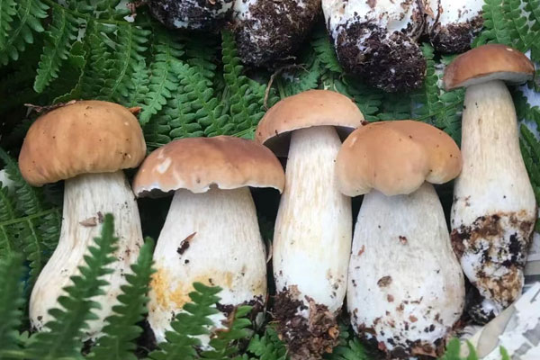 我國(guó)有多少種牛肝菌