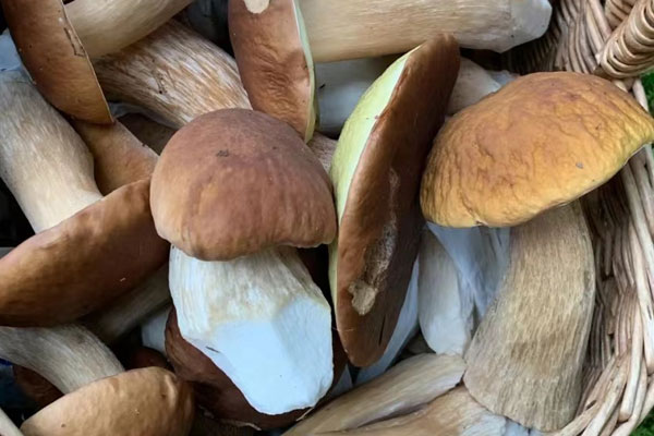 牛肝菌性寒還是性溫，牛肝菌燉什么湯最好喝