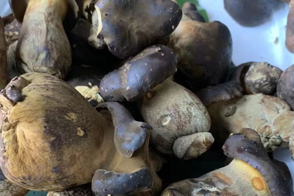 牛肝菌搭配什么燉湯好喝 牛肝菌搭配什么燉湯好喝