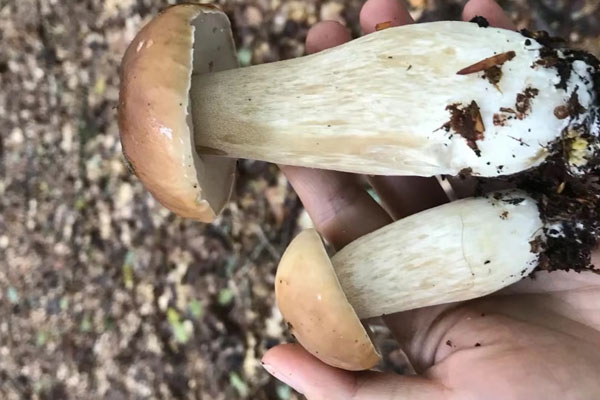 美味牛肝菌燜排骨的功效作用 美味牛肝菌燜排骨的功效作用
