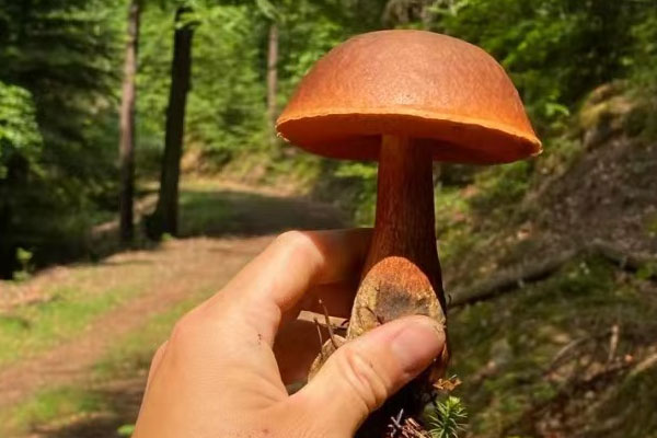 美味牛肝菌燜排骨的做法竅門 美味牛肝菌燜排骨的做法竅門