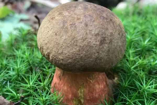 黑牛肝菌燒肉的做法竅門 黑牛肝菌燒肉的做法竅門