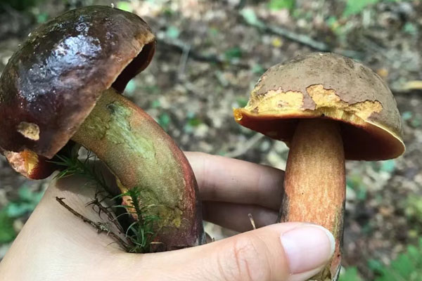 黑牛肝菌燒肉的食用禁忌 黑牛肝菌燒肉的食用禁忌
