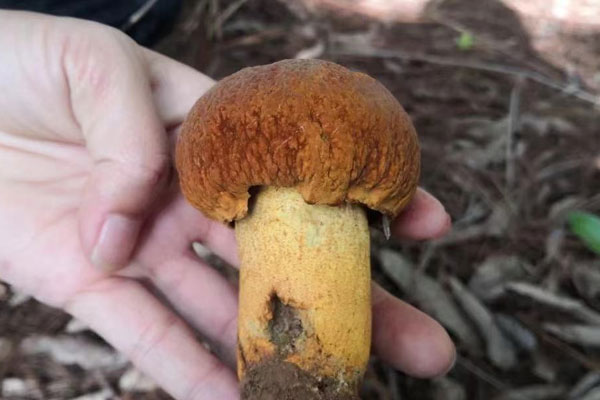 蔥油牛肝菌煲仔飯好吃的竅門 蔥油牛肝菌煲仔飯好吃的竅門