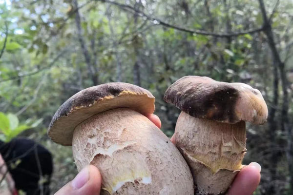 蔥油牛肝菌煲仔飯的功效作用 蔥油牛肝菌煲仔飯的功效作用