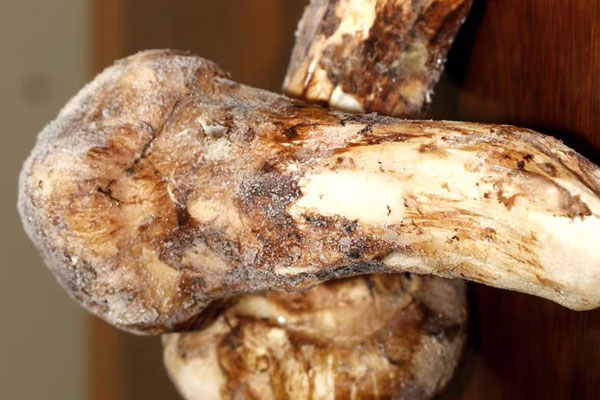 孕婦可以吃凍了的松茸嗎，孕婦血糖高可以吃松茸嗎