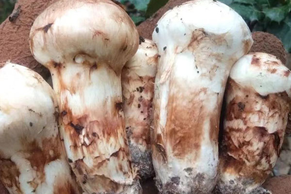 腎摘除患者能吃松茸嗎，腎萎縮可以吃松茸嗎