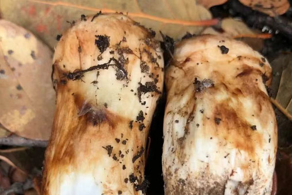 腎陰虛可以吃松茸嗎，尿毒癥可以吃松茸嗎