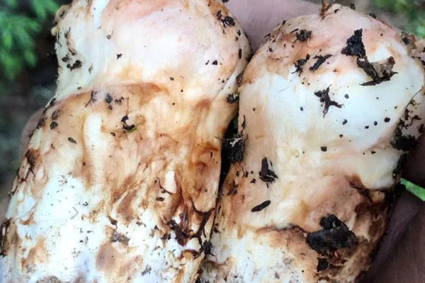 尿毒癥能吃松茸嗎