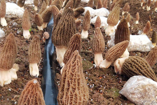 羊肚菌松露燴飯的食用禁忌 羊肚菌松露燴飯的食用禁忌