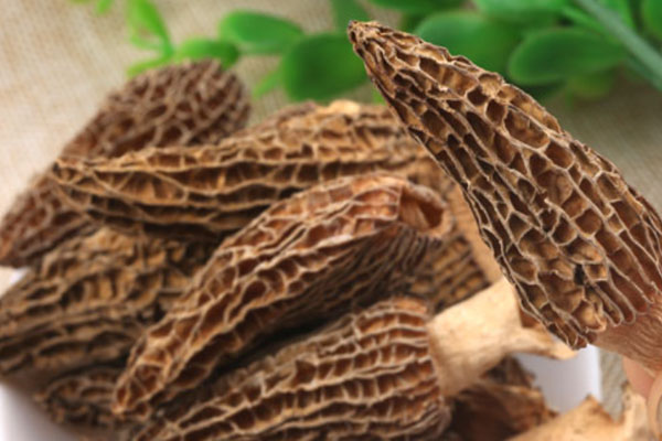 羊肚菌冬瓜麥冬鴨湯的食用禁忌 羊肚菌冬瓜麥冬鴨湯的食用禁忌