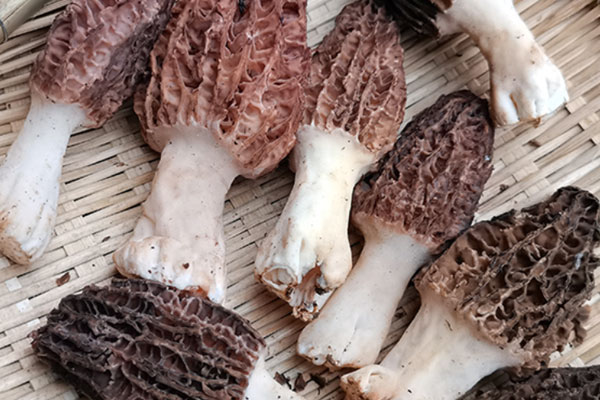 羊肚菌無花果大骨湯的禁忌人群 羊肚菌無花果大骨湯的禁忌人群