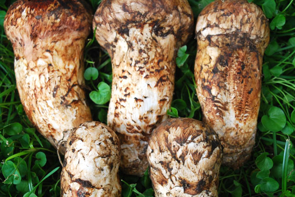 血壓低的人能吃松茸嗎，松茸先焯水再切片嗎