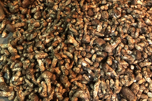 松茸要先焯水再切片嗎 松茸要先焯水再切片嗎