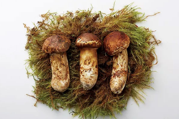 松茸做菜之前用焯水嗎，凍松茸用水焯嗎