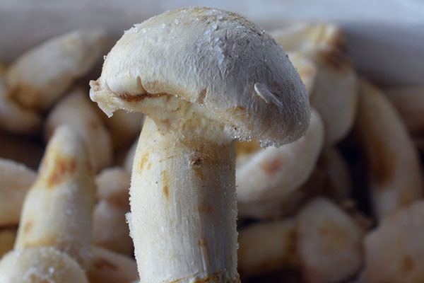 冰凍松茸用焯水嗎